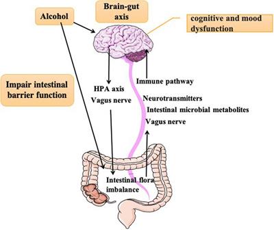 Therapeutic Interventions of Gut-Brain Axis as Novel Strategies for Treatment of Alcohol Use Disorder Associated Cognitive and Mood Dysfunction